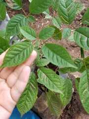 Geranium hernandesii