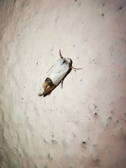 Ponometia elegantula