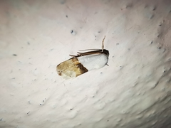 Ponometia elegantula