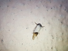 Ponometia elegantula