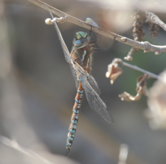 Rhionaeschna diffinis