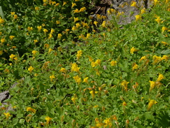 Erythranthe tilingii