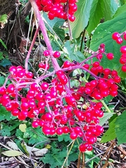 Sambucus kamtschatica