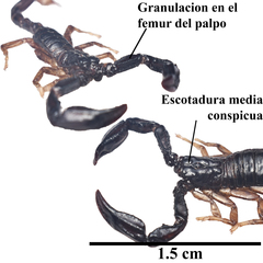 Chactas ozendai