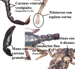 Chactas ozendai