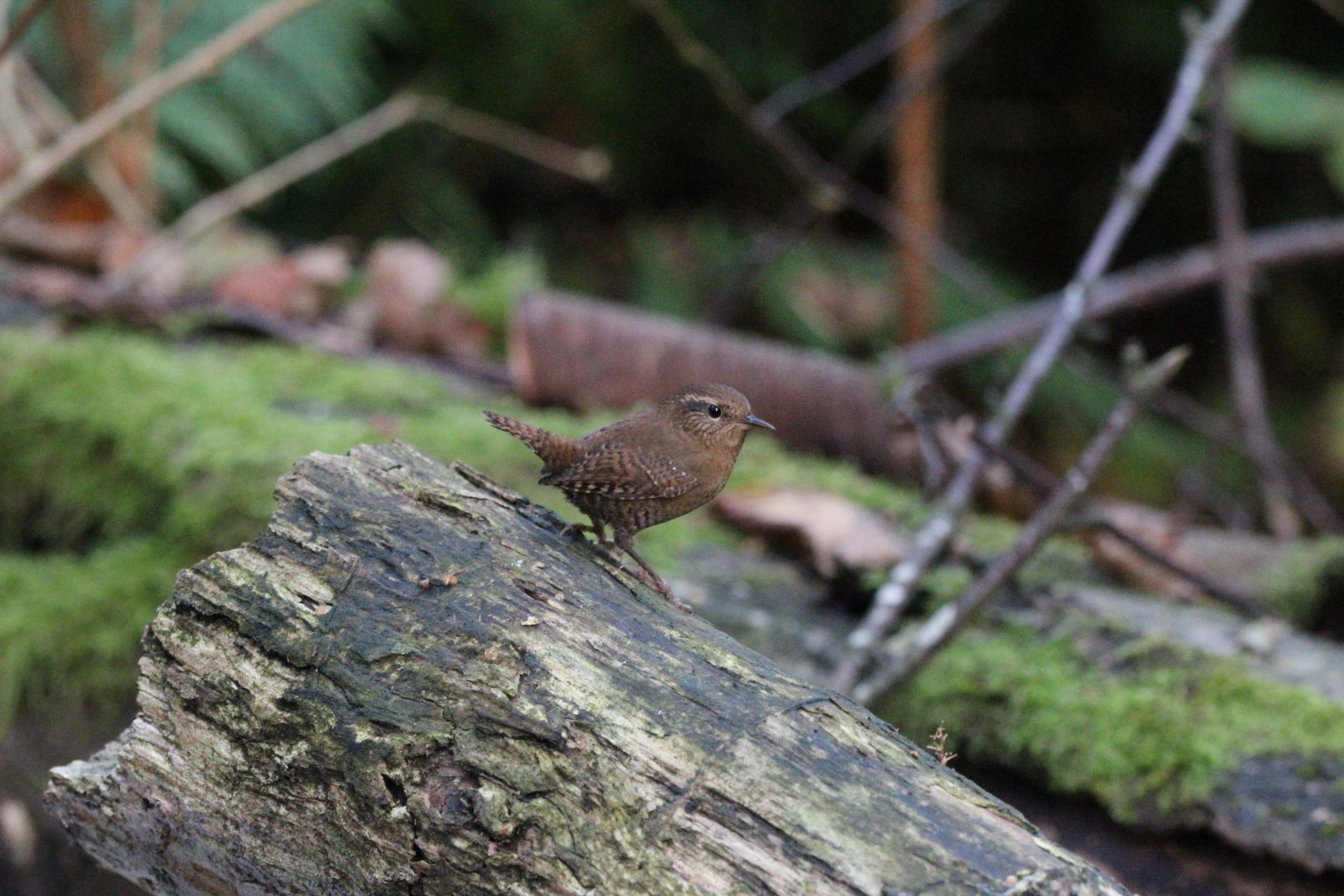 Pacific Wren (Troglodytes pacificus)