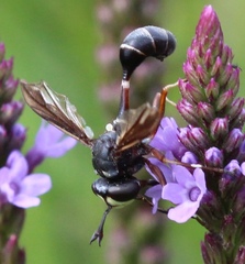 Physocephala furcillata