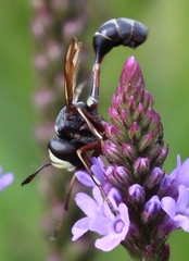 Physocephala furcillata