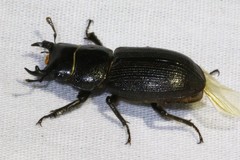 Dorcus parallelus