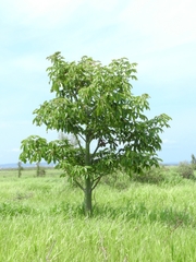 Pseudobombax munguba