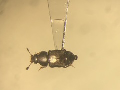 Carpophilus brachypterus