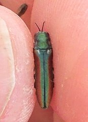 Agrilus pulchellus