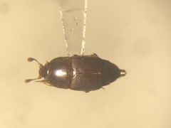 Carpophilus marginellus