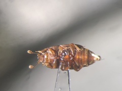 Carpophilus marginellus