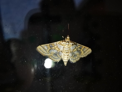 Pseudopyrausta santatalis