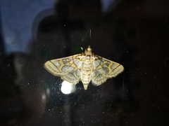 Pseudopyrausta santatalis