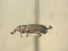 Dryophthorus americanus