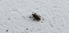 Rhinocyllus