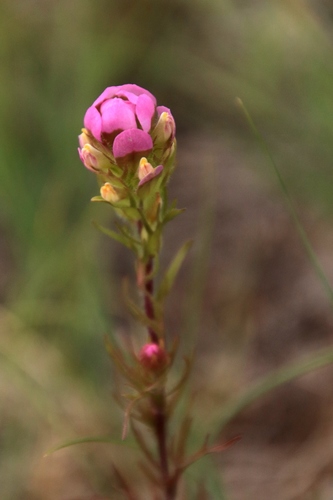 Image of Orthocarpus tenuifolius by (c) Ian Adams, some rights reserved (CC BY)
