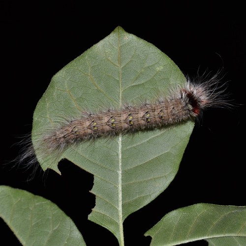 Angel Moth photo 6