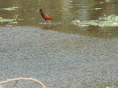 Jacana jacana