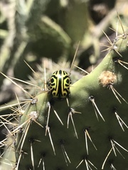 Calligrapha mexicana