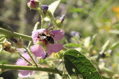Triepeolus grandis