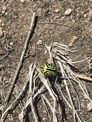 Calligrapha mexicana