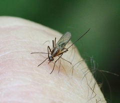 Aedes atlanticus