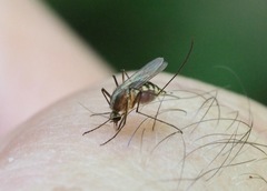 Aedes atlanticus