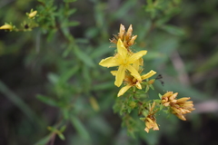 Hypericum lobocarpum