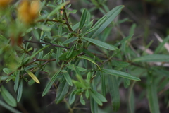 Hypericum lobocarpum
