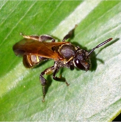 Neocorynura