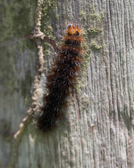 Hypercompe trinitatis