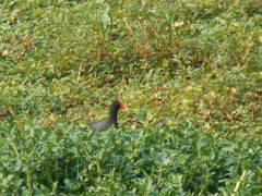 Gallinula galeata