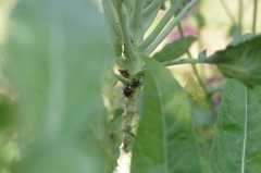 Chinavia brasicola