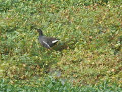 Gallinula galeata