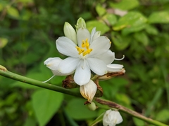 Chlorophytum tuberosum