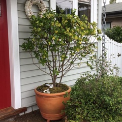 Pittosporum roimata