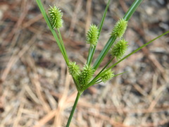 Cyperus retrorsus