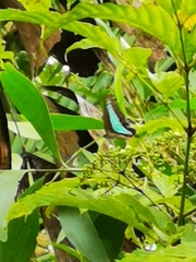 Graphium sarpedon luctatius