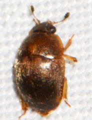 Amphicrossus ciliatus