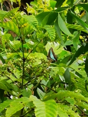 Graphium sarpedon luctatius