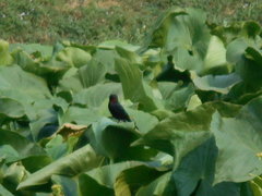 Chrysomus ruficapillus