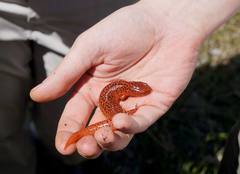 Pseudotriton ruber ruber