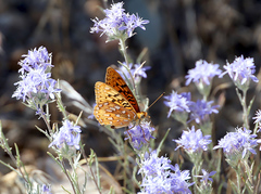 Speyeria coronis semiramis