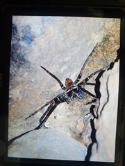 Heteropoda tetrica
