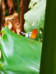 Eooxylides tharis distanti