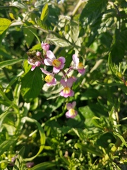 Linaria repens