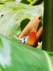 Eooxylides tharis distanti